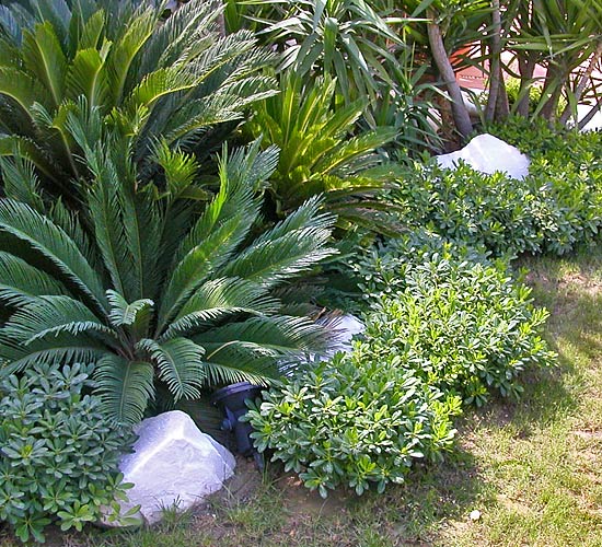 Pietra Kaikos doğal kaya alize