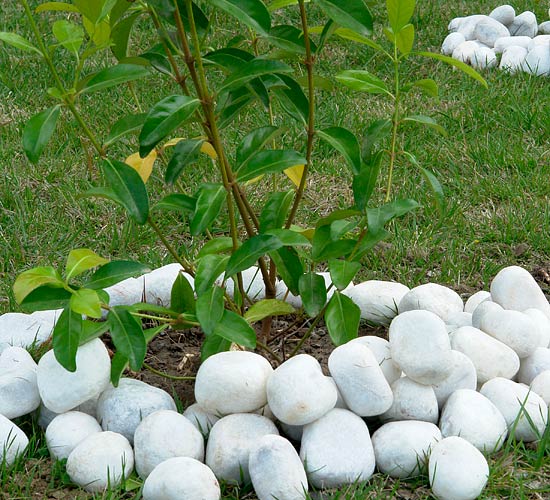 Yuvarlatılmış alize